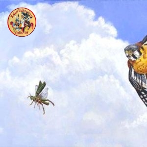 "Lunch" (Kestrel and Grasshopper)